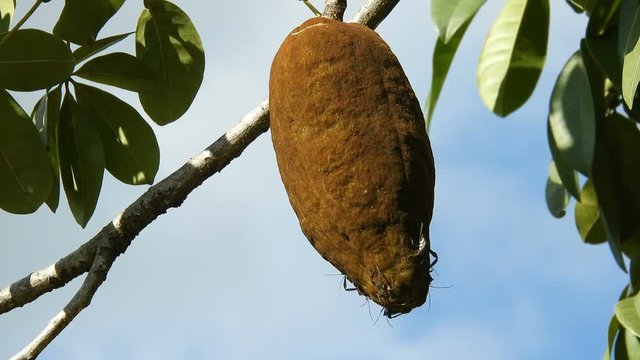 Exotic fruit Monguba (pachira aquatica) in Brazil