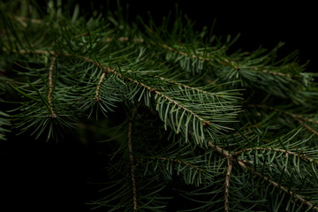 Fototapeta na wymiar Christmas green spruce branch on black background