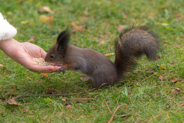 squirrel eats nuts