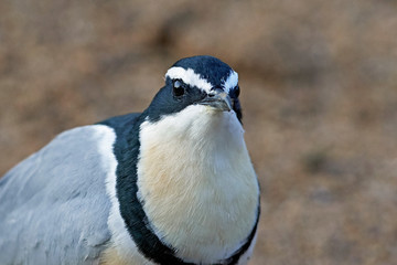 Egyptian plover (Pluvianus aegyptius)