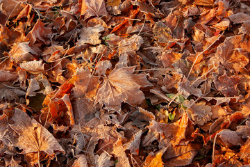 Natural background of yellow and red maple leaves in hoarfrost.