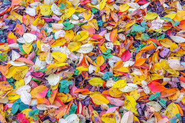 colorful autumn foliage as background