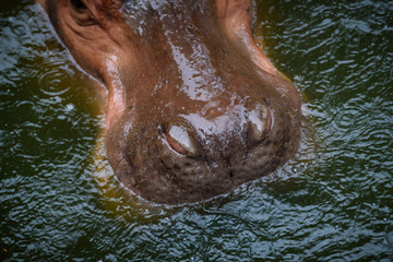 Hippo skin texture background, Hippopotamus