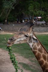 Giraffes are eating food that humans feed