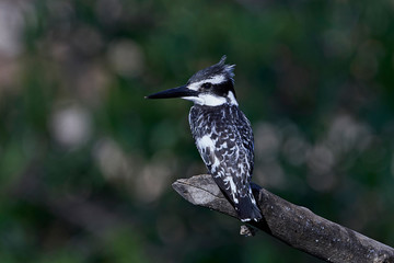 Pied kingfisher (Ceryle rudis)