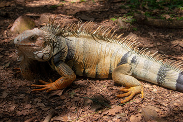 Iguana on the forest