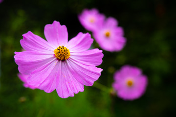 Obraz premium pink and white flower