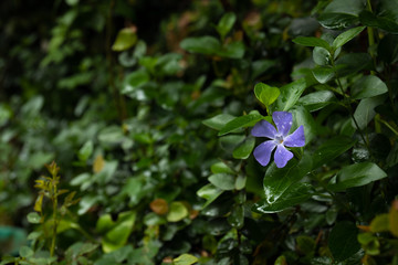 flowers in the garden