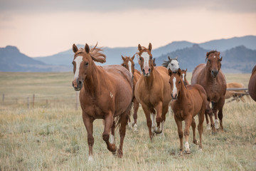 Fototapeta na wymiar Horse Herd