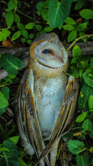 Close up of a Great Horned Owl in the background behind the leaves of a tree.
