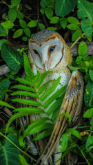 Close up of a Great Horned Owl in the background behind the leaves of a tree.