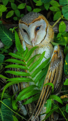 Close up of a Great Horned Owl in the background behind the leaves of a tree.