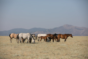 Fototapeta na wymiar Quarter Horses