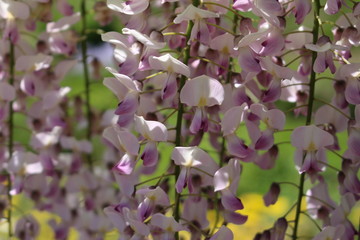 "Japanese Wisteria Honbeni" flower (or Japanischer Blauregen) in St. Gallen, Switzerland. Its Latin name is Wisteria Floribunda 'Honbeni', native to Japan.