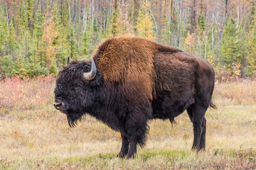 カナダ ウッドバッファロー国立公園の野牛　Wood Buffalo National Park