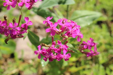 Rose pink "Sweet William Catchfly" flowers (or Garden Catchfly) in Zurich, Switzerland. Its Latin name is Silene Armeria, native to Europe.