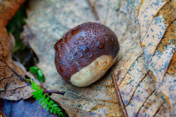 Castanea sativa, or sweet chestnut fruit on the forest floor