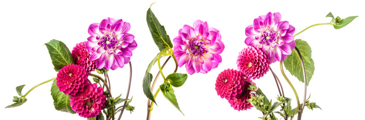 Panoramic view of dahlias isolated over white background © Yury Kisialiou