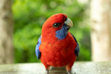 a rosella bird Australia Queensland beautiful vibrant red and blue tropical colourful parrot