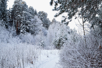 Snow covered trees in a winter forest