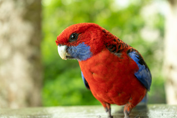 rosella bird Australia Queensland beautiful vibrant red and blue tropical colourful parrot