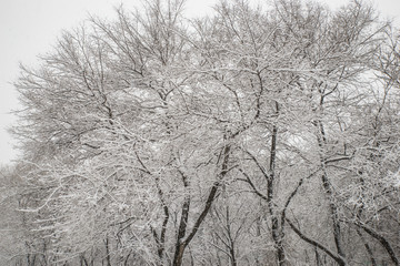  tree branches in white fluffy snow in the park. white winter park. first snow. snowfall in the park. fluffy white tree branches. beautiful winter