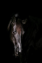 Fototapeta na wymiar Horse on Black Background