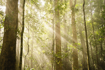 misty fog foggy tropical rainforest jungle with sun light beauty in nature Australia Queensland...