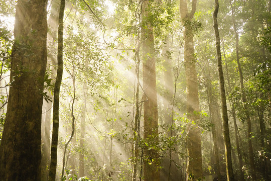 misty fog foggy tropical rainforest jungle with sun light beauty in nature Australia Queensland Lamington national park sun rays
