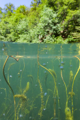 Underwater view of the Jankovac Lake in Papuk Nature Park, Croatia