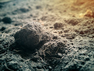 soil used for planting trees