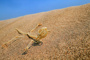 Animal skeletons in sands, reptile texture background