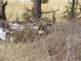 fallow deer in the forest