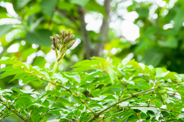 Indian trumpet flower