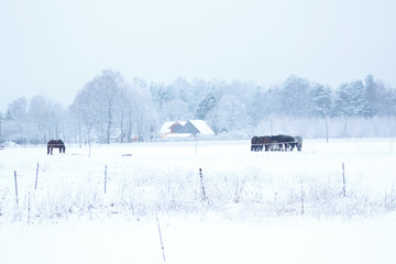 beautiful winter landscape with snowy forest and horse