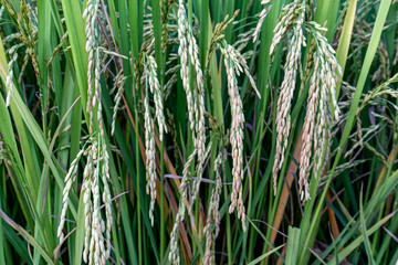 rice plant,Paddy,Field,Yellow green rice fields The beauty of the local farmers of Thailand