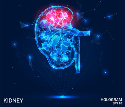 Hologram Kidney. Pain In The Kidneys Made Up Of Polygons, Triangles, Dots And Lines. Kidney Is A Low Poly Compound Structure. The Technology Concept.