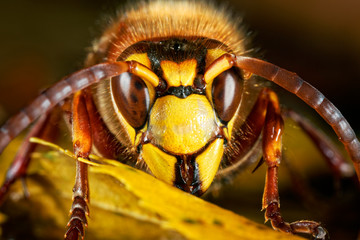 The European hornet portrait