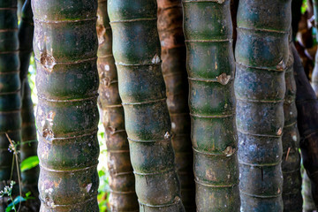 Bamboo background, Clear bamboo in the center of the image blur