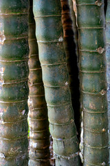 Bamboo background, Clear bamboo in the center of the image blur