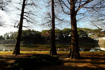 The natural touch of trees, canal and sunshine in autumn. The outside scene of Tokyo Imperial Palace.