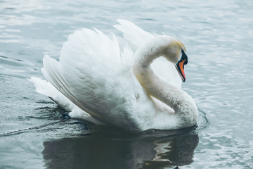 white swans in blue lake water