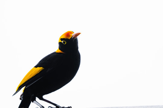 one regent bowerbird beautiful yellow and black bower bird Lamington national park  O'Reilly's rain forest Queensland Australia