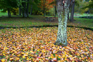 秋の落ち葉が一杯の公園