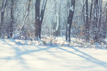 Gordijnen Winter forest © Galyna Andrushko