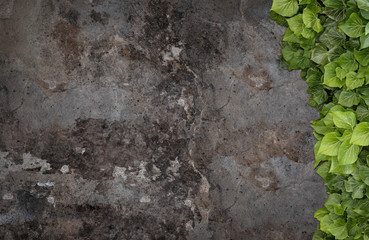 Naklejka premium Old painted concrete wall creeper vines, ivy. Vintage panoramic banner background.