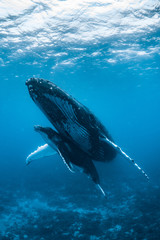 Humpback Whale Mother and Calf
