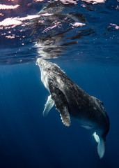 Humpback Whale Calf