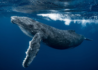 Humpback Whale Calf - obrazy, fototapety, plakaty