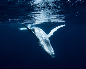 Humpback Whale Calf © Sean